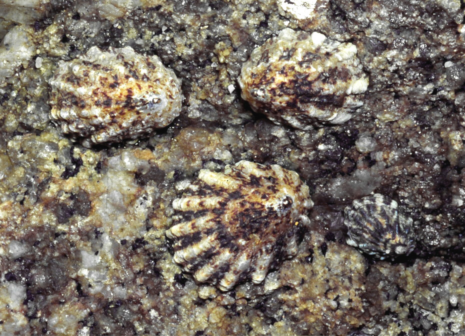 Collisella scabra